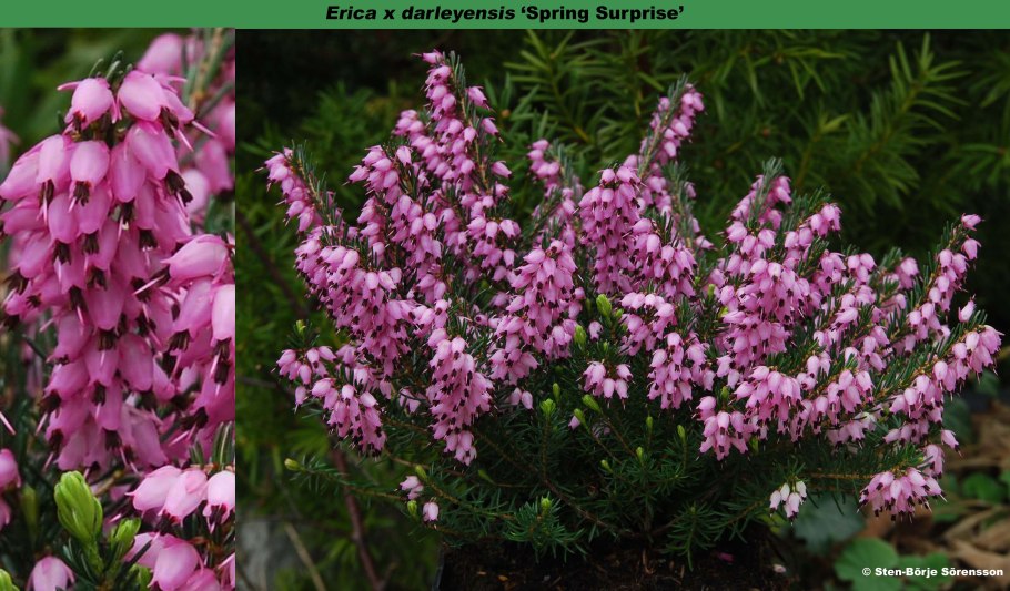 Erica cinerea