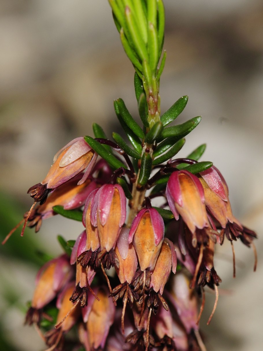 Эрика крестолистная