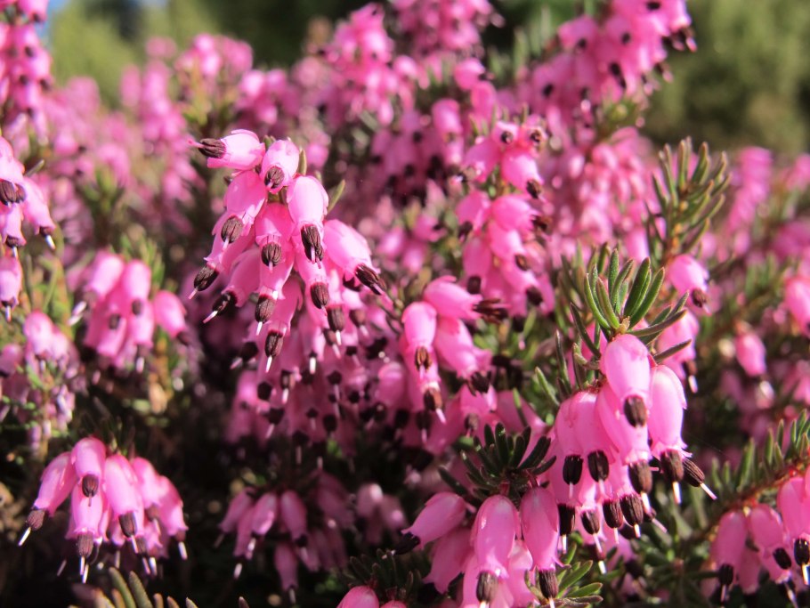 Эрика дарленская Kramer's rote