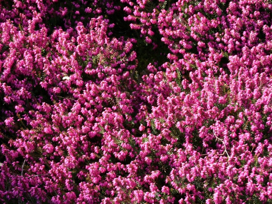 Кустарник Эрика дарленская