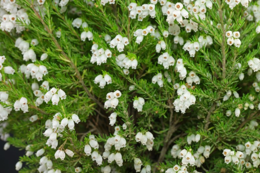 Эрика дарленская Kramer's rote