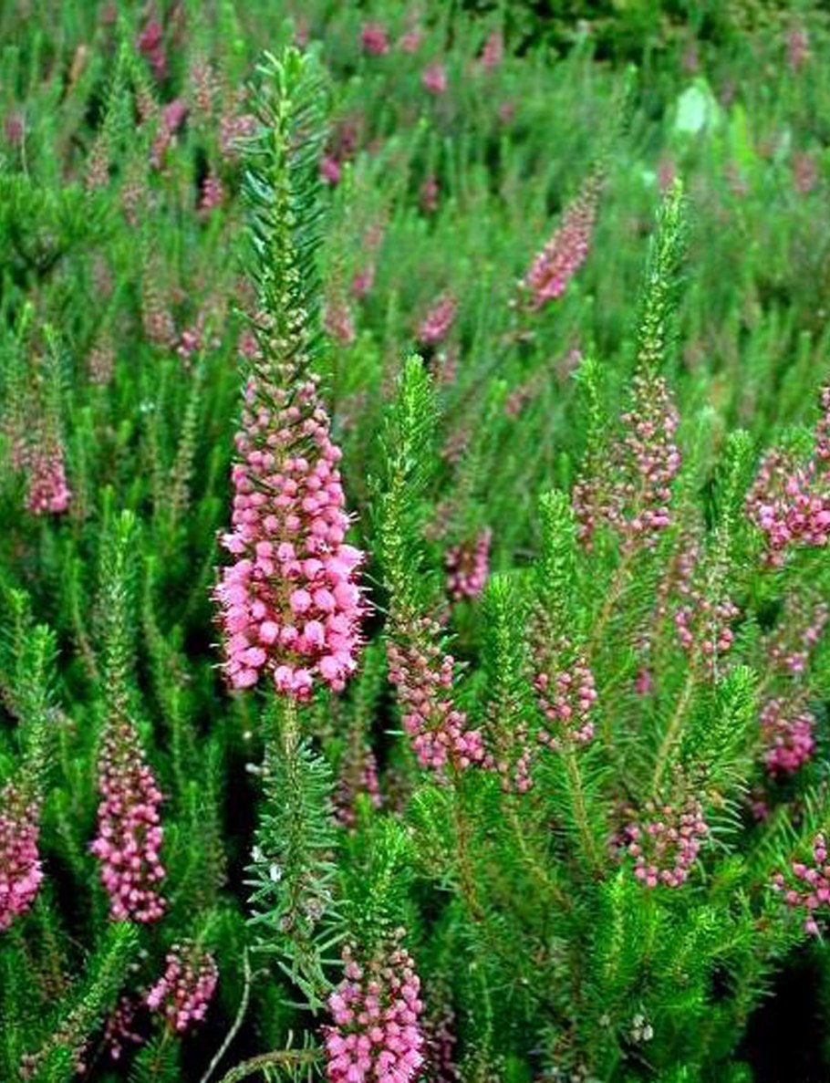 Вереск Зильбершмельц