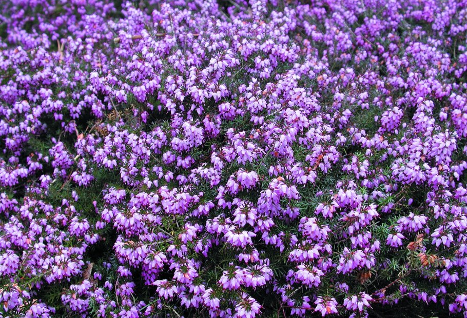 Эрика дарленская 'Darley Dale'