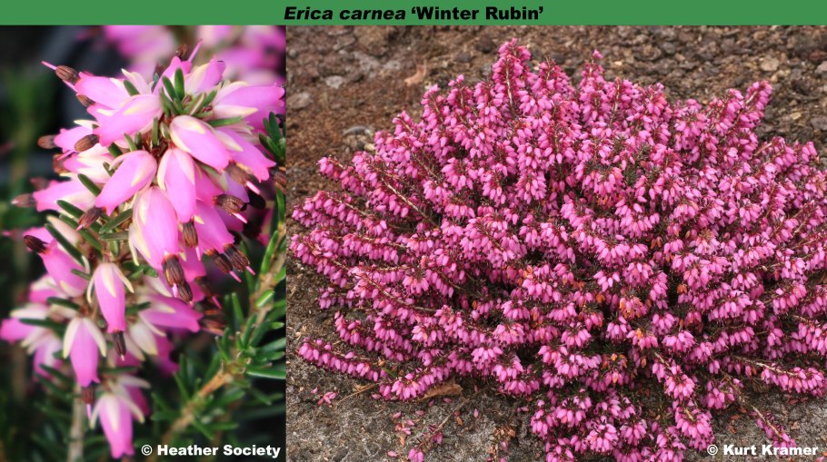 Эрика семейство Вересковые