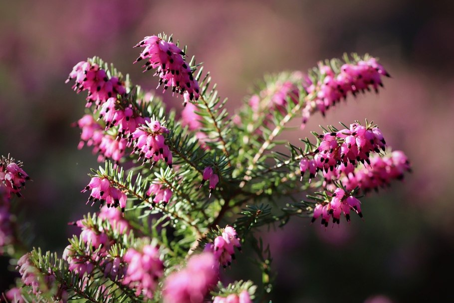 Erica Vagans