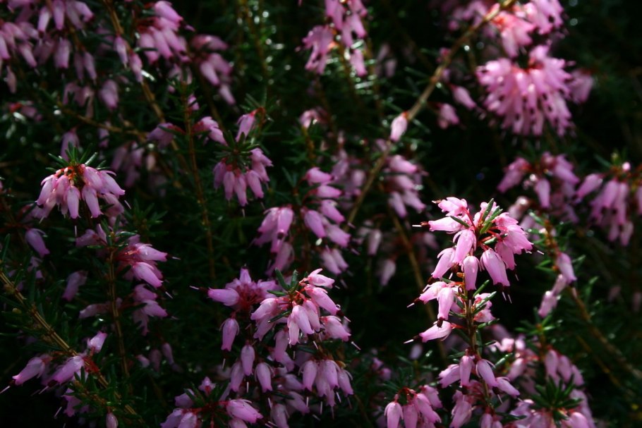 Erica Vagans