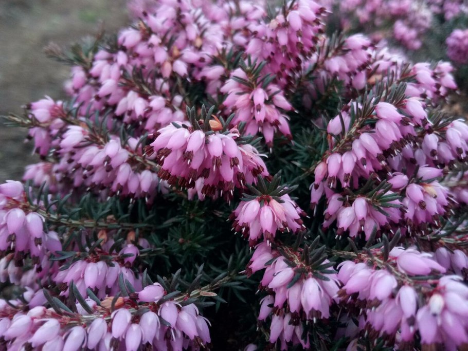 Эрика травяная Винтер Бьюти