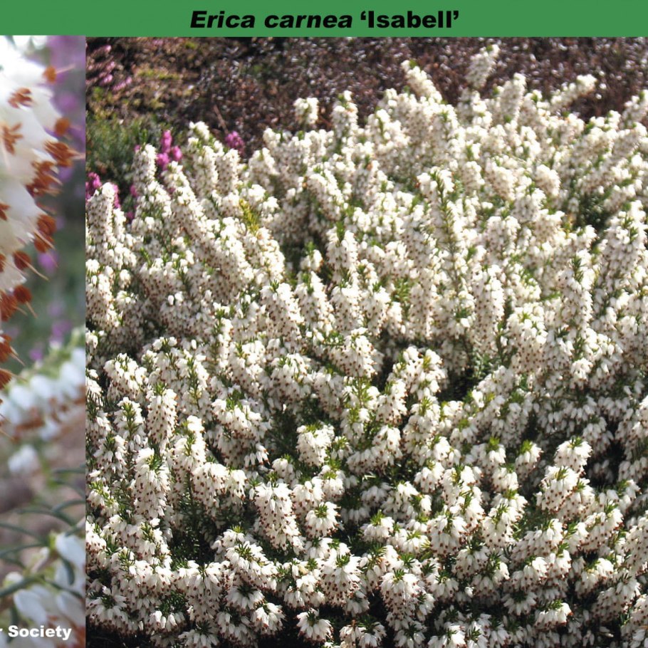 Erica ventricosa