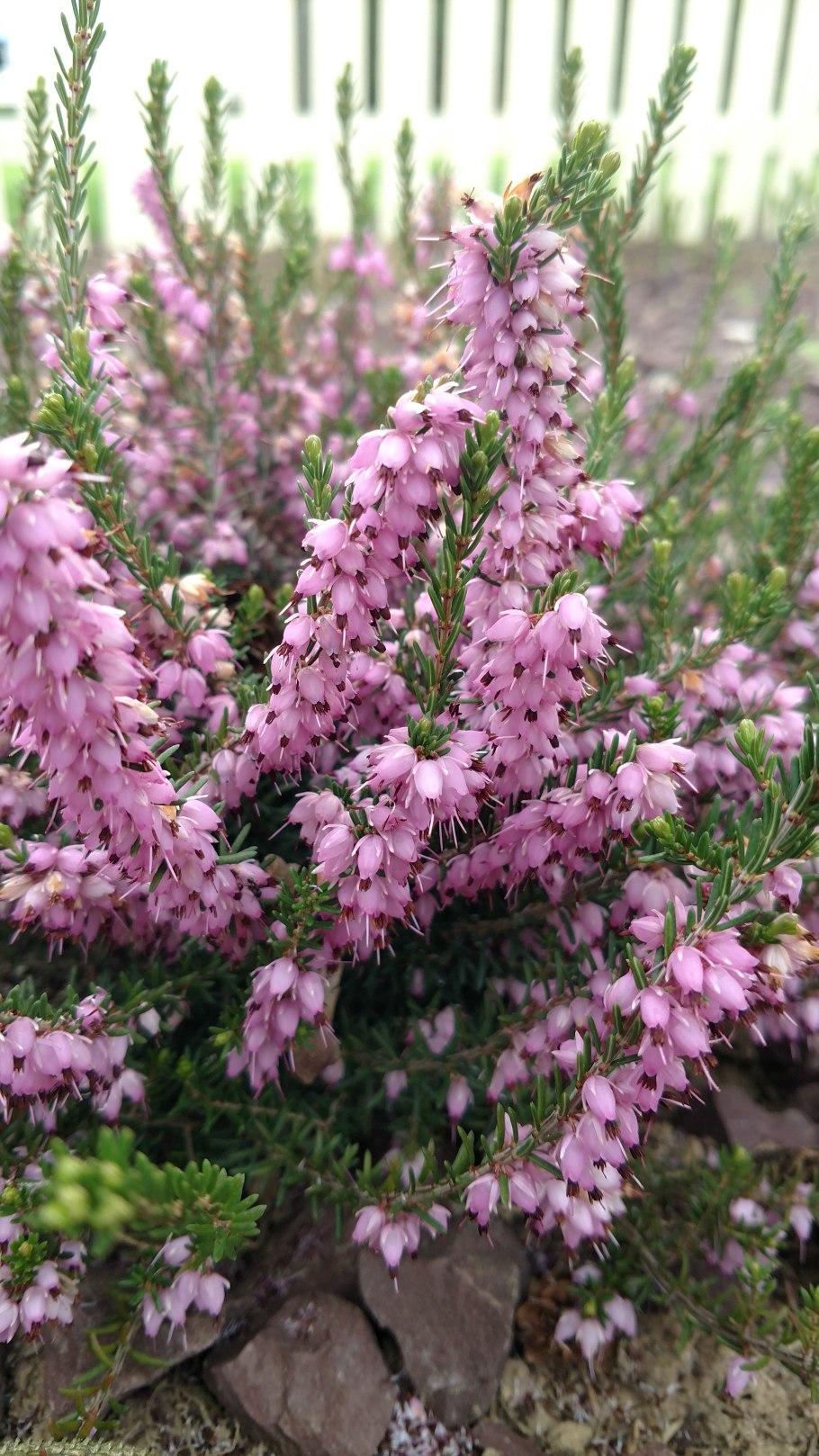 Ericaceae Ericeae Erica