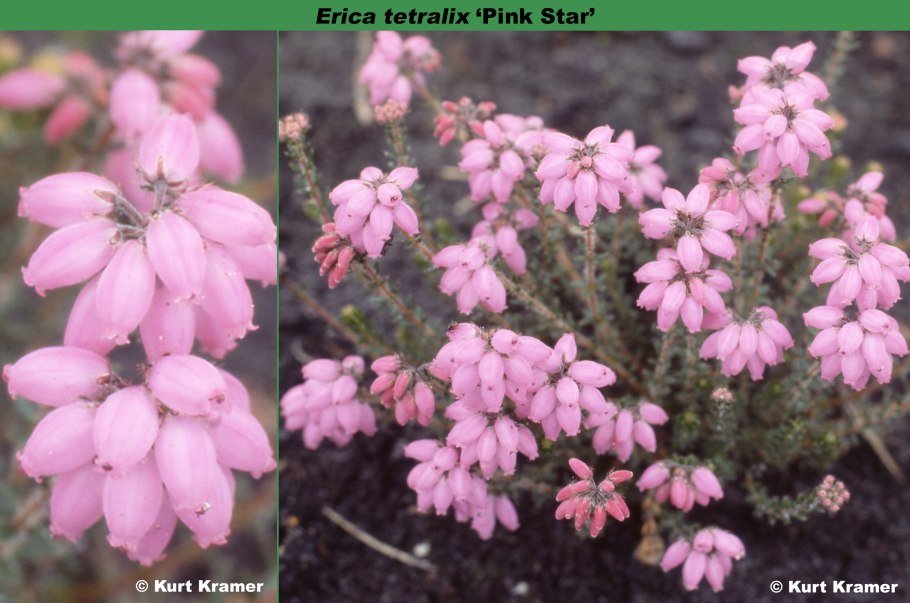 Erica carnea praecox rubra