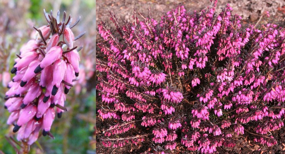 Erica Vagans