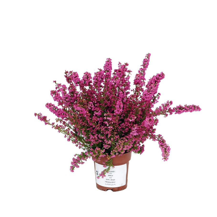 Вереск Эрика розовый