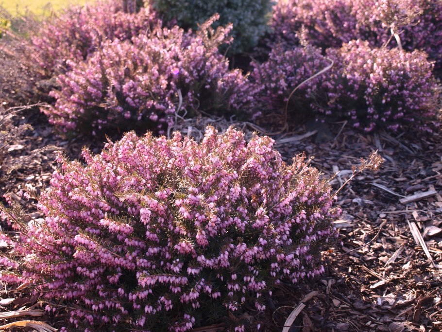 Эрика травянистая Винтер Бьюти