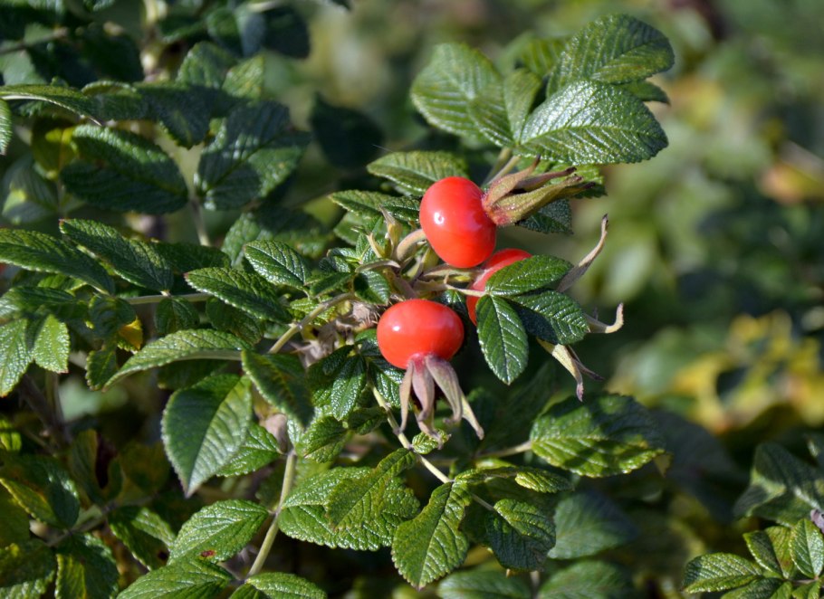 Шиповник ржаво-красный (Rosa rubiginosa).