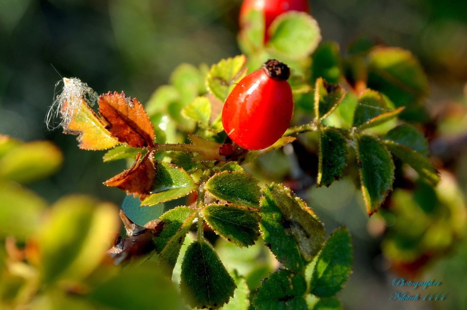 Шиповник красно-бурый цветы