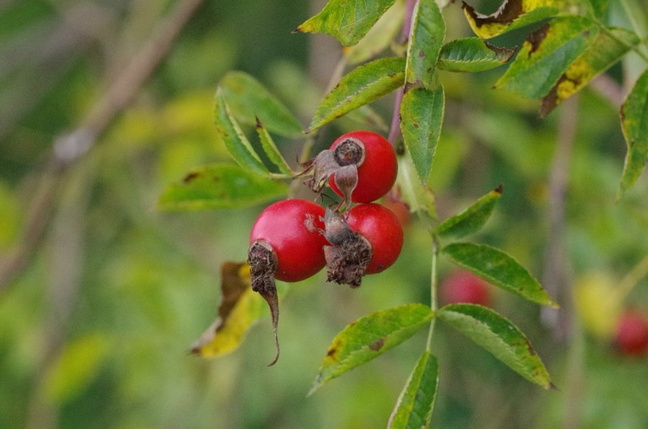 «Красный шиповник»