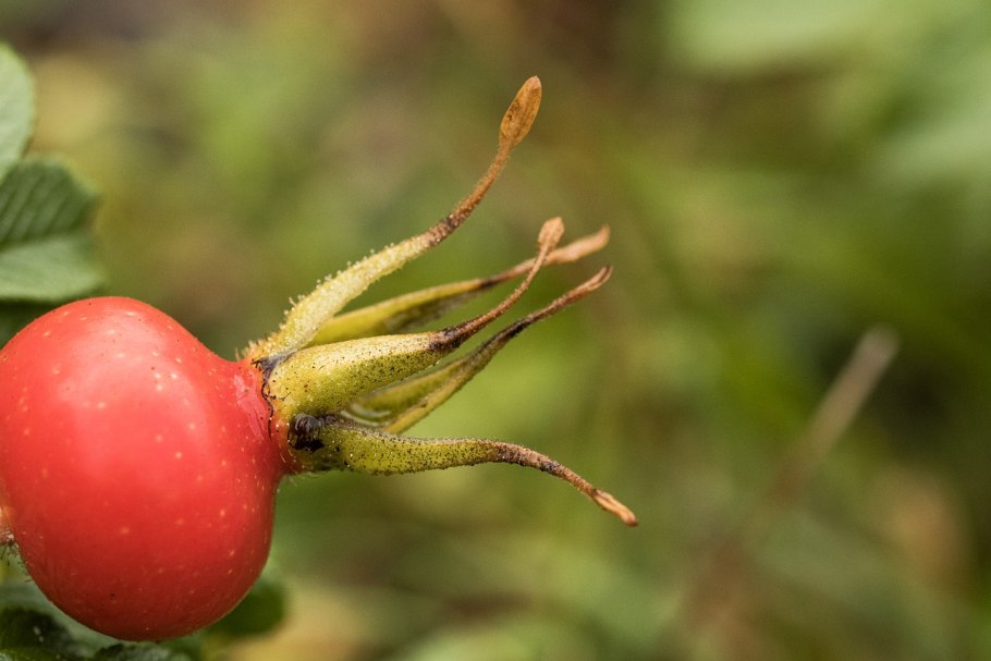 Шиповник длинноплодный