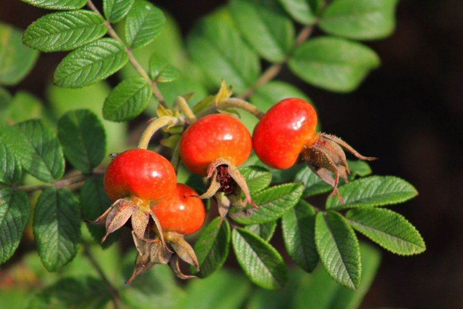 Rosa rubiginosa