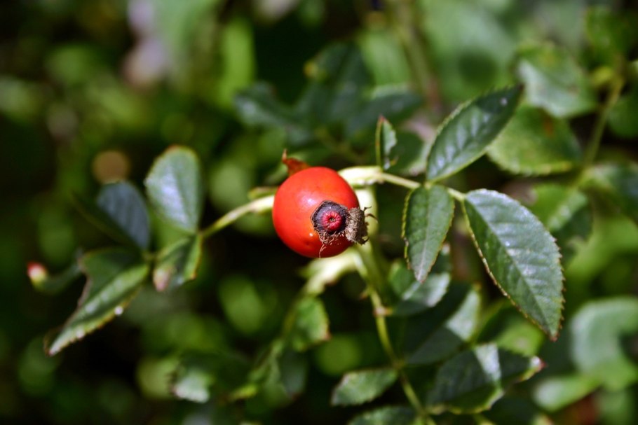 Шиповник Rosehip Joy