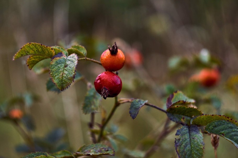 Шиповник Воронцовский 3