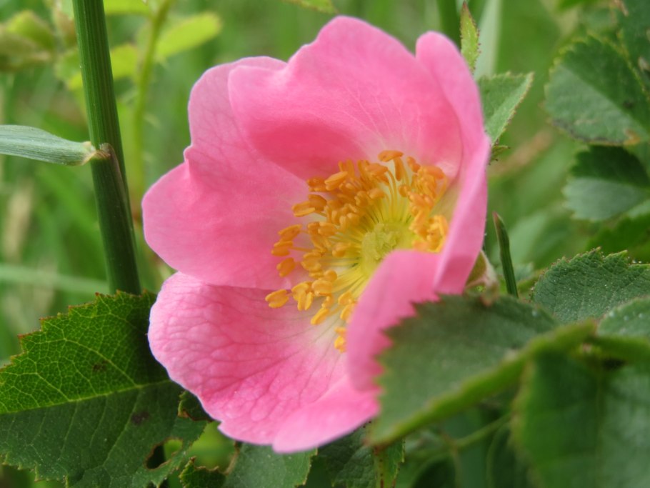 Шиповник конский каштан земляника