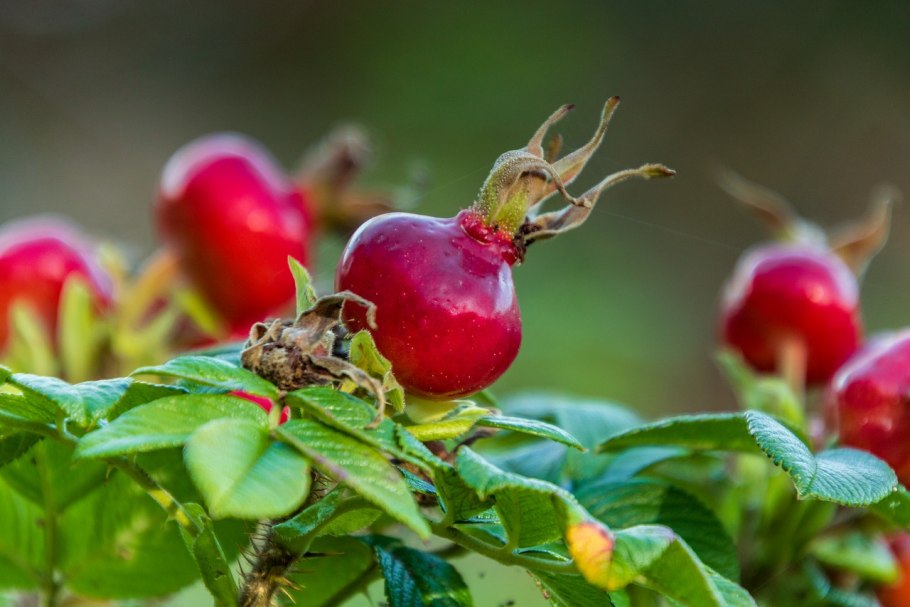 Шиповник горный Таджикистан