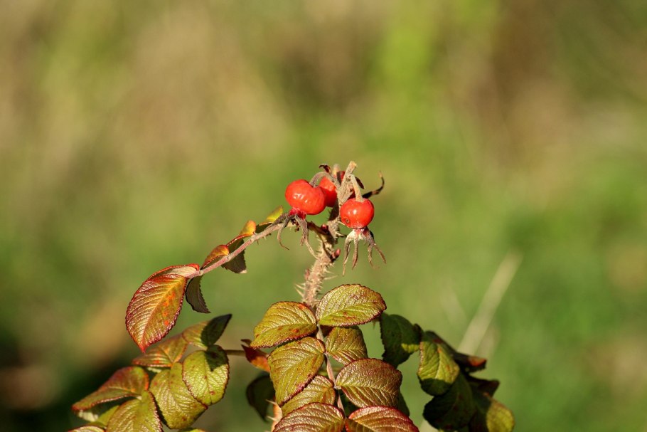 Шиповник ржаво-красный (Rosa rubiginosa).
