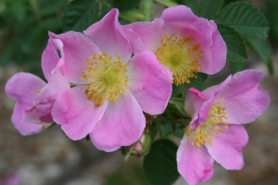 Шиповник ржавчинный