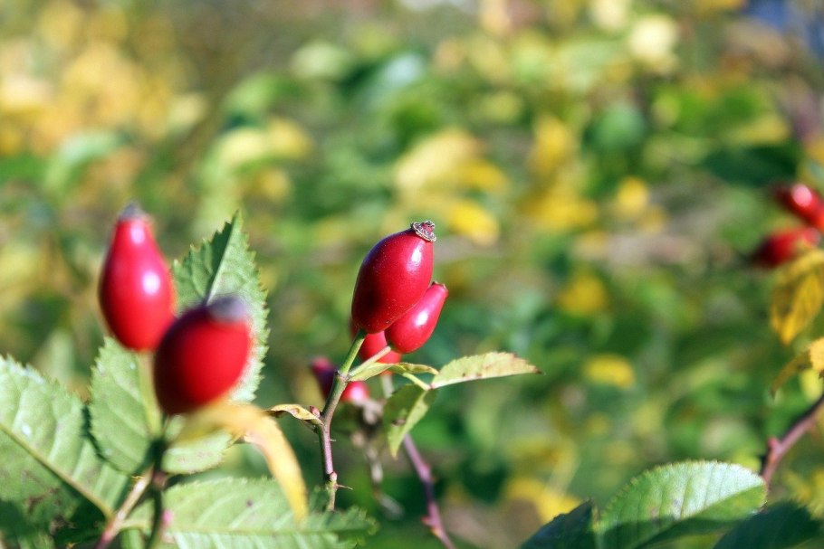 Шиповник роза рубигиноза