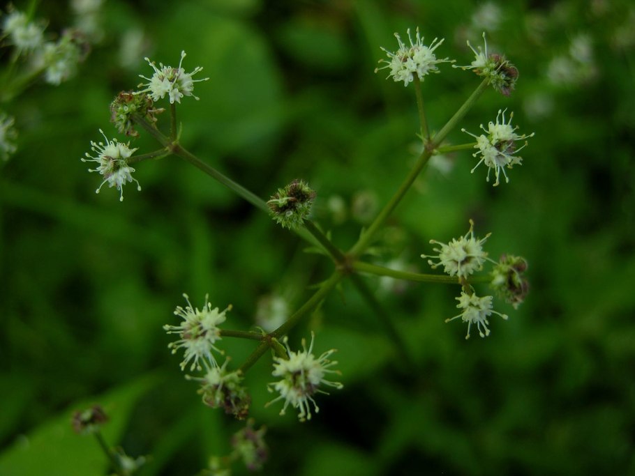 Подлесник Уральский