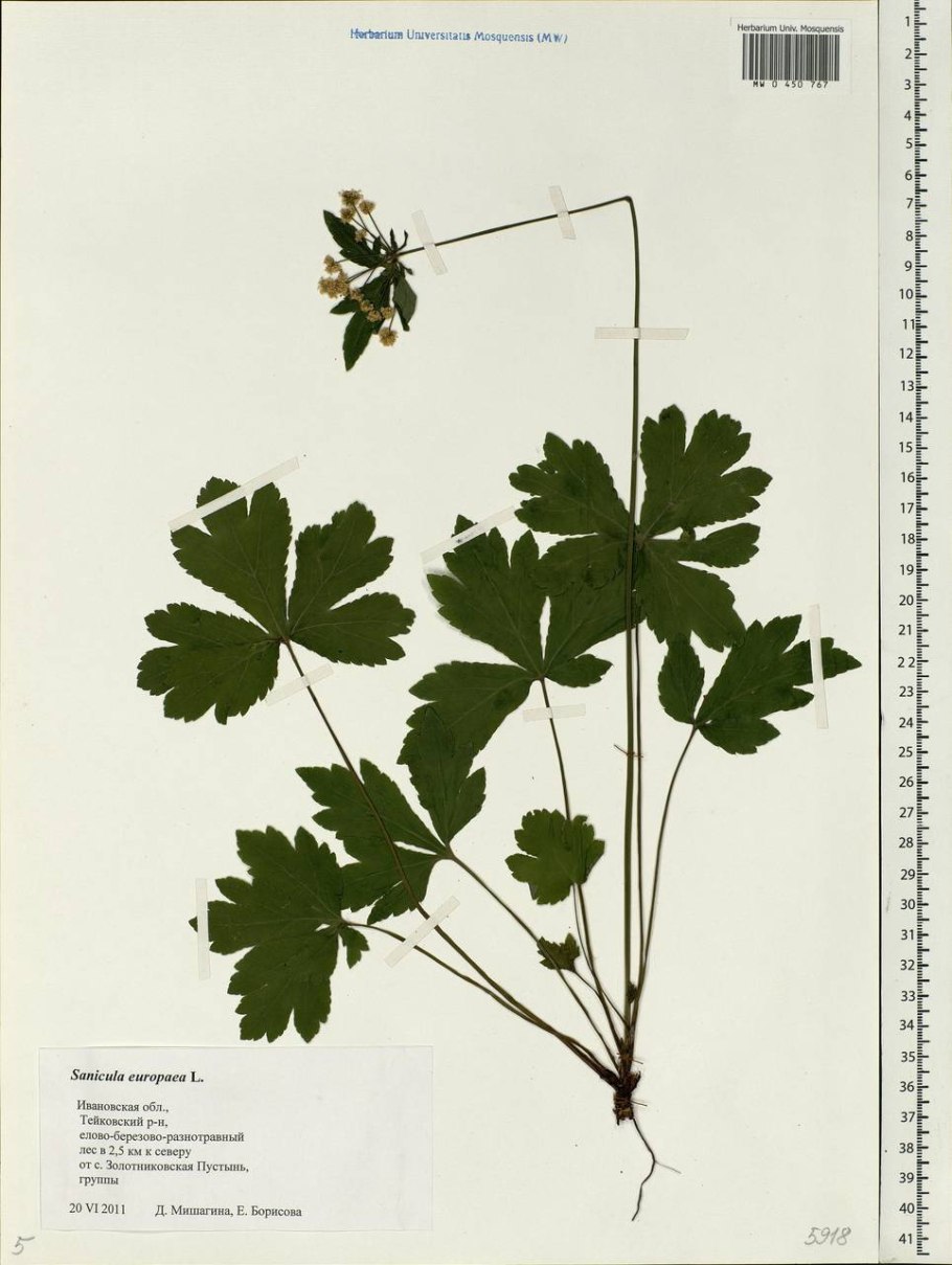 Корни Подлесник