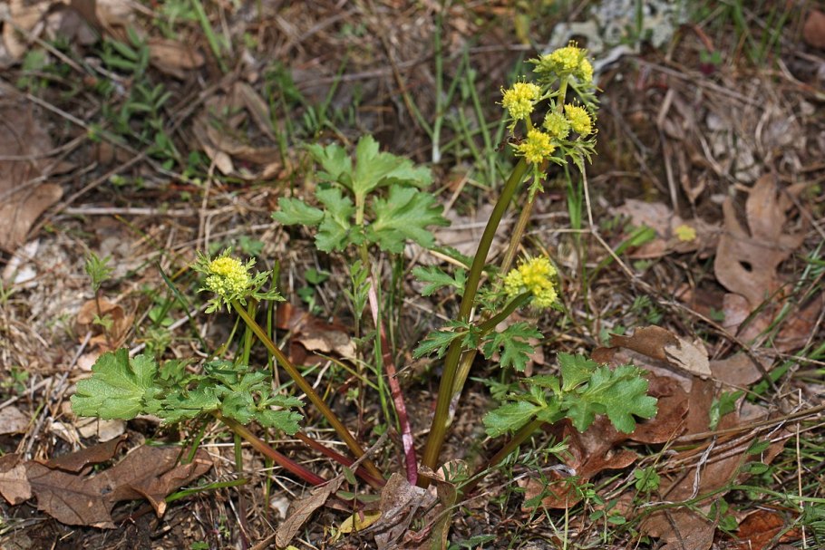 Изображение Подлесник красноцветковый