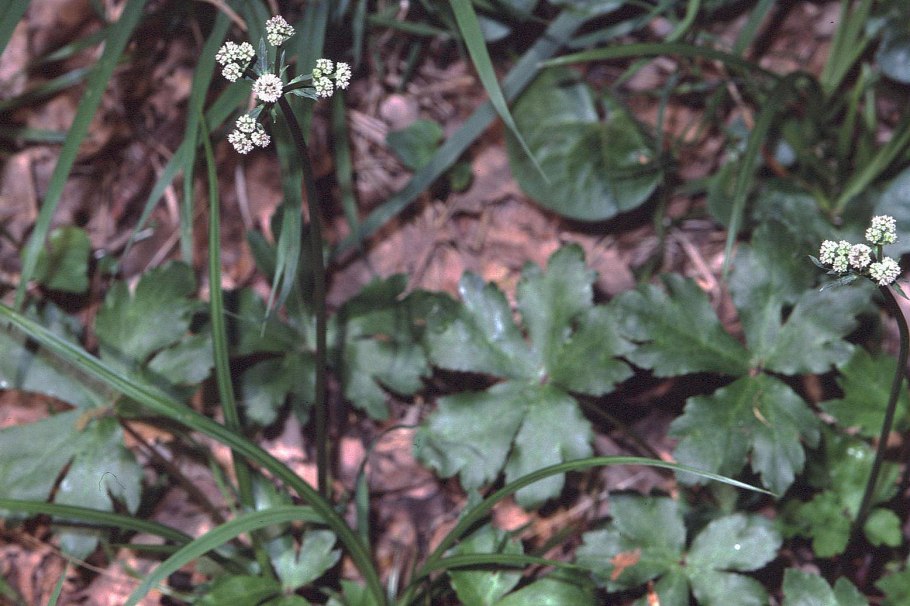 Sanicula odorata в Крыму