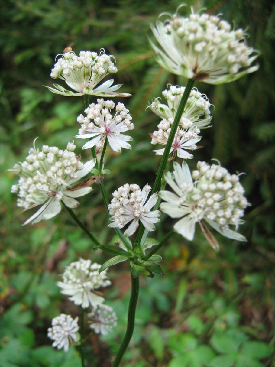 Подлесник красноцветковый