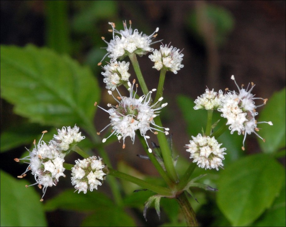 Подлесник красноцветковый