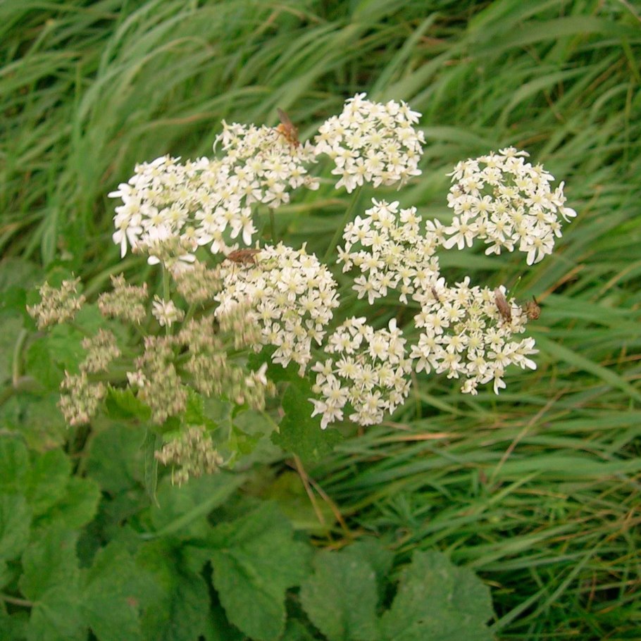 Подлесник красноцветковый