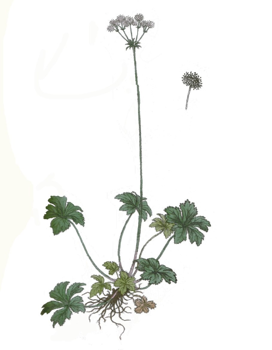 Корни Подлесник