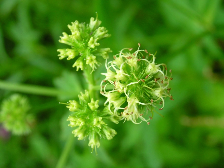 Подлесник красноцветковый (Sanicula rubriflora)