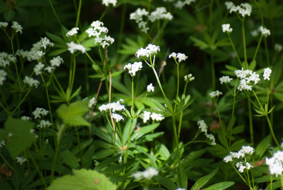 Подлесник ЖИРАЛЬДА