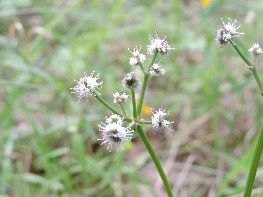 Подлесник ЖИРАЛЬДА