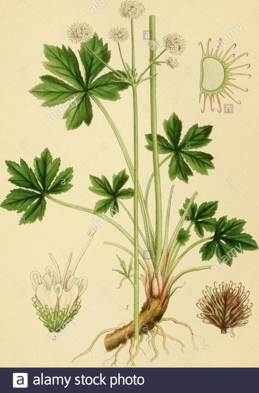 Подлесник Уральский