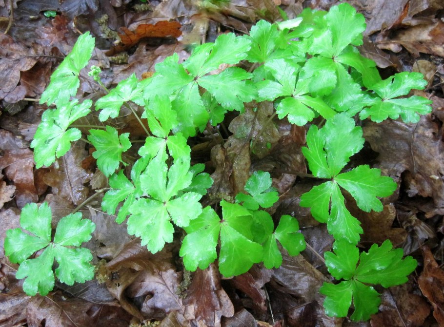 Подлесник Уральский ботаника