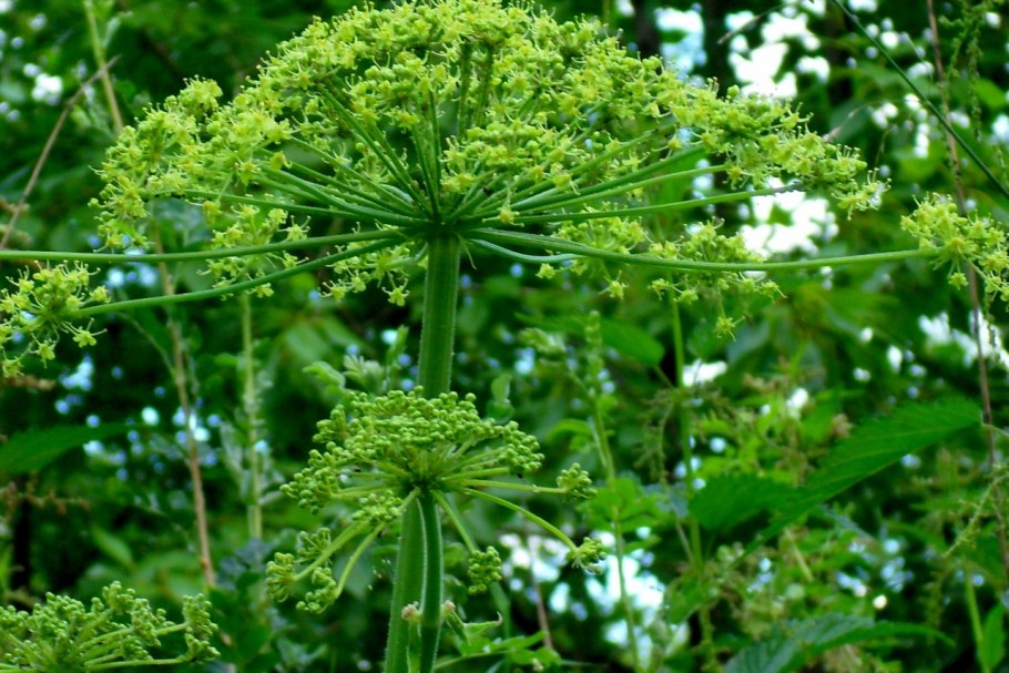 Grandularia bipinnatifida