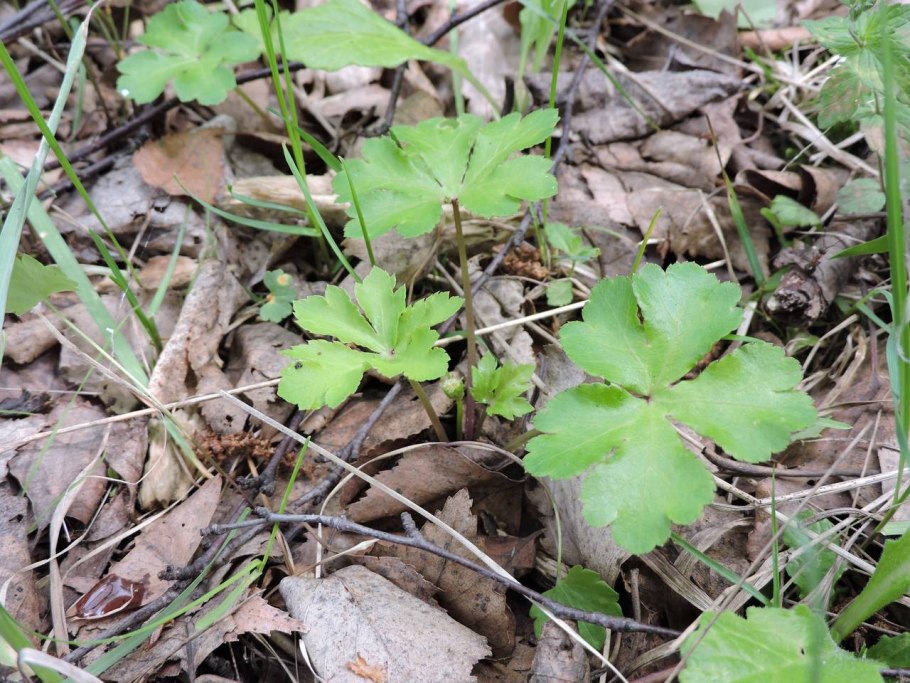 Подлесник (Sanicula europaea)