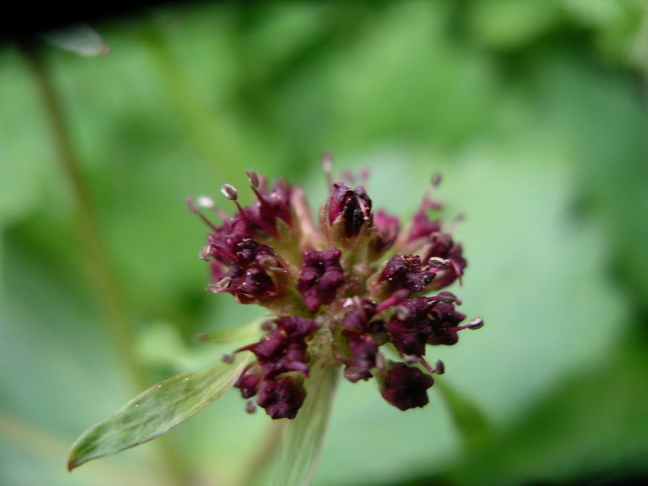 Пальчатокоренник Балтийский Dactylorhiza Baltica