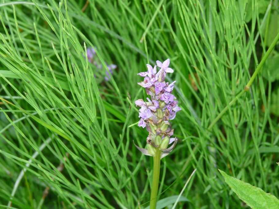 Пальчатокоренник балтийский