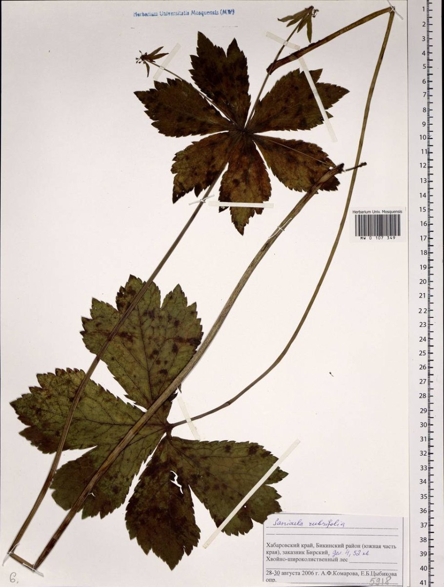 Flora europaea: Volume 2