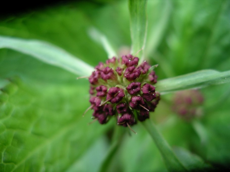 Качим пронзеннолистный