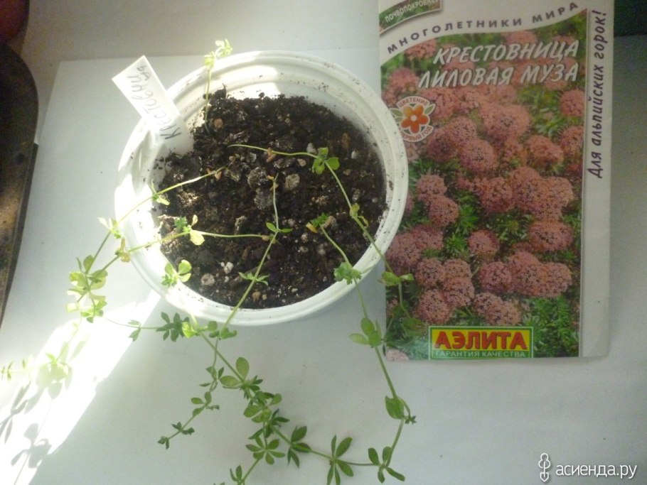 Фуопсис многолетник