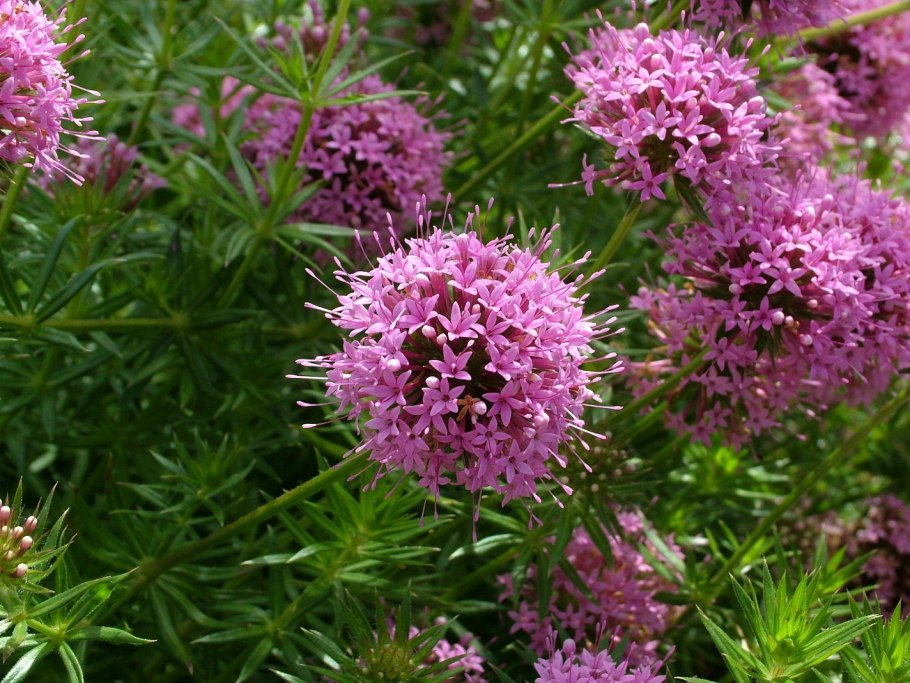 Фуопсис многолетняя